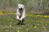 GOLDEN RETRIEVER 887